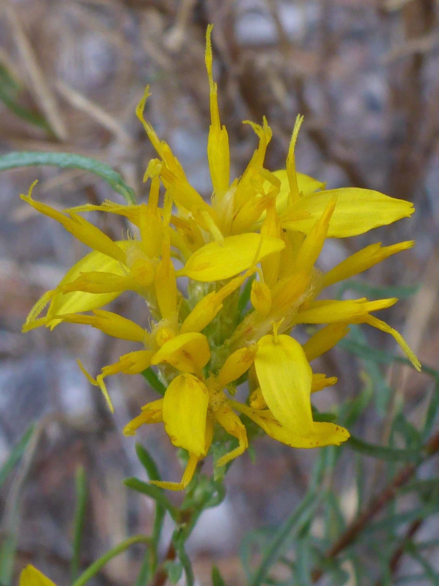 Bloomer's goldenbush close-up. D. Burk.