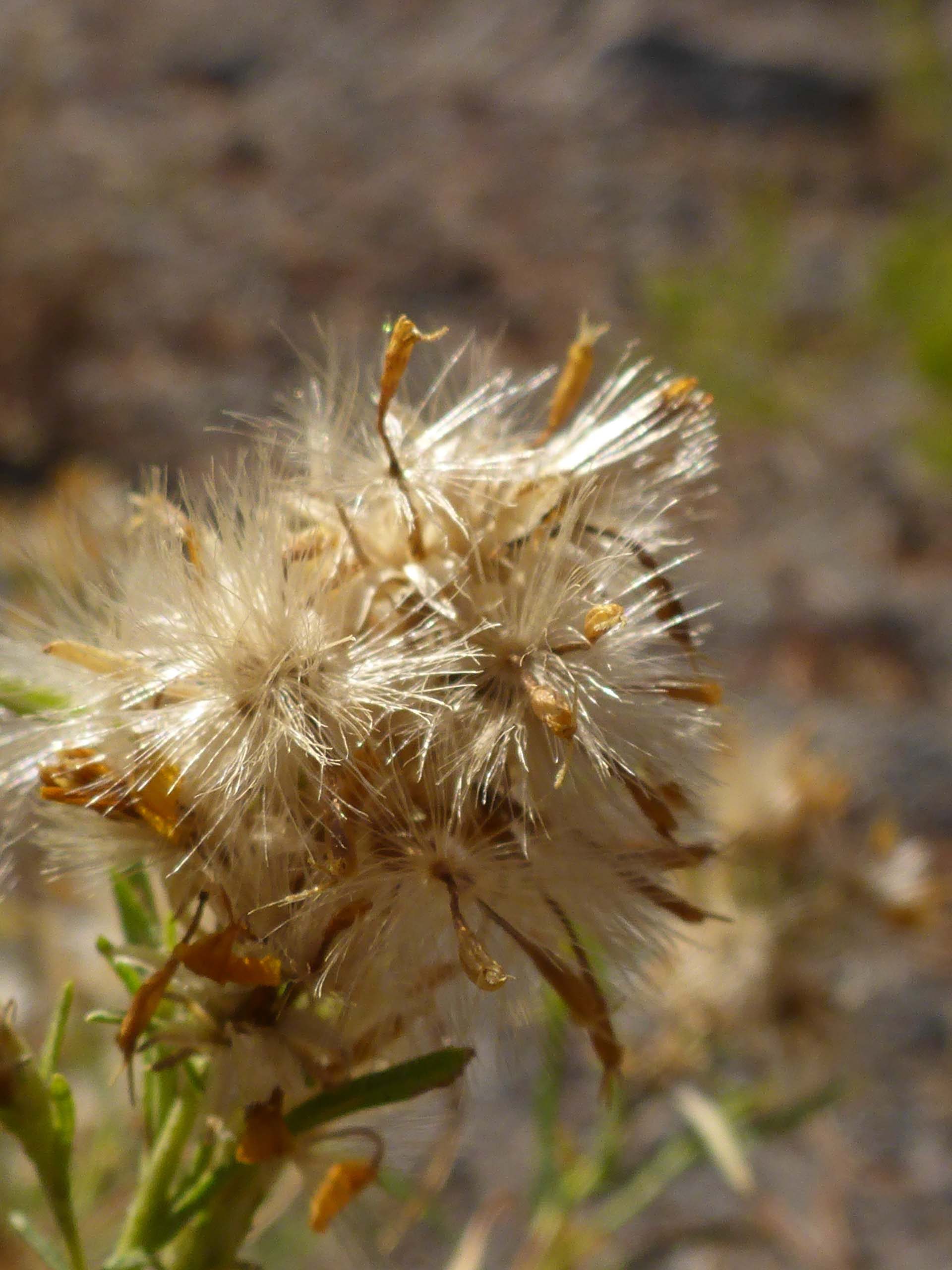 Close-up of Bloomer's goldenbush in seed. D. Burk.
