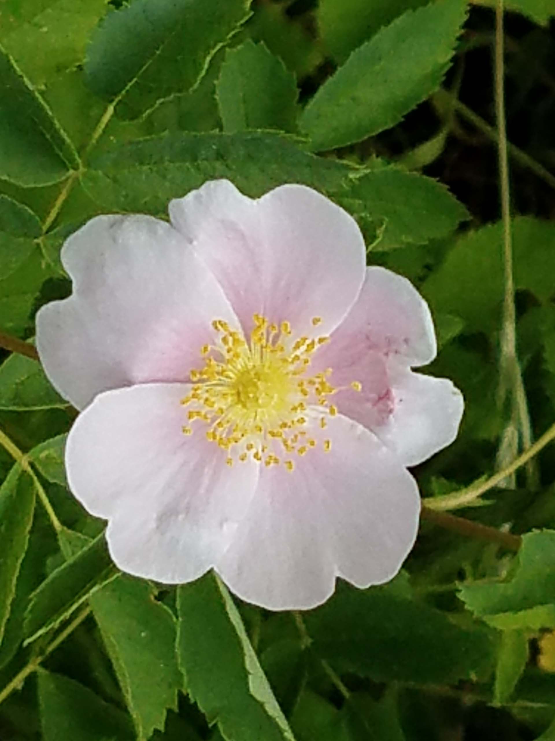 California rose. D. Mandel.
