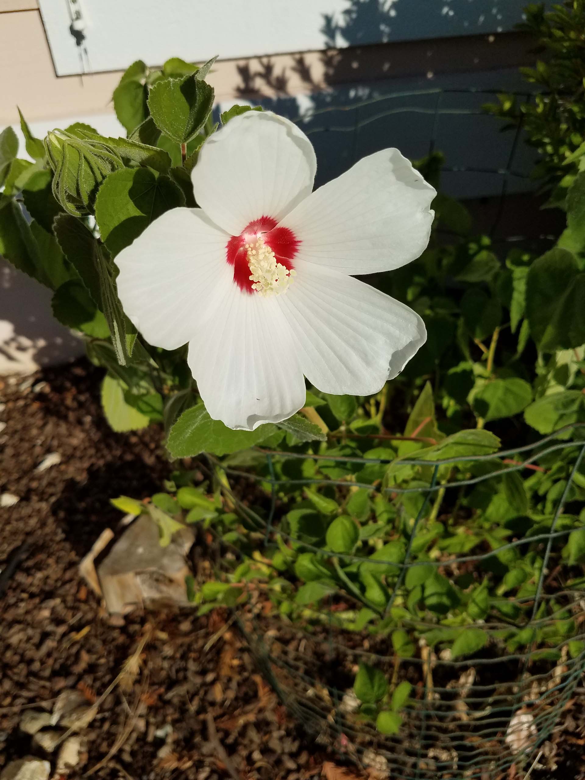Rose mallow or California hibiscus. D. Mandel.