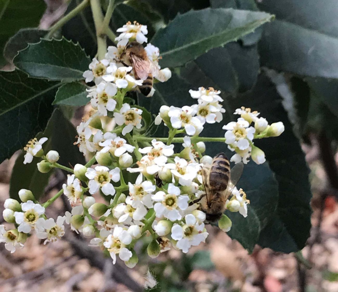 Toyon. S. Libonati-Barnes.