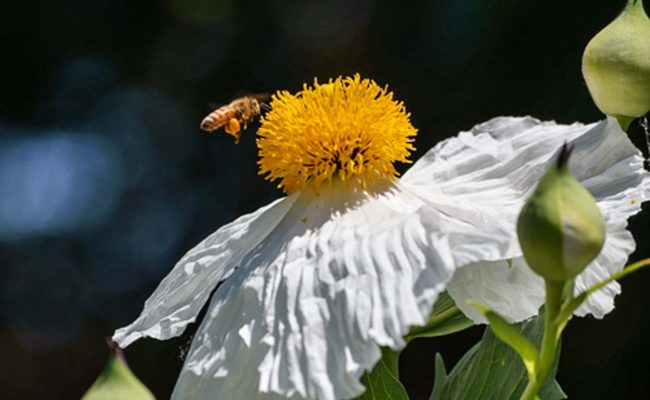 Matilija poppy. S. Gallaugher.