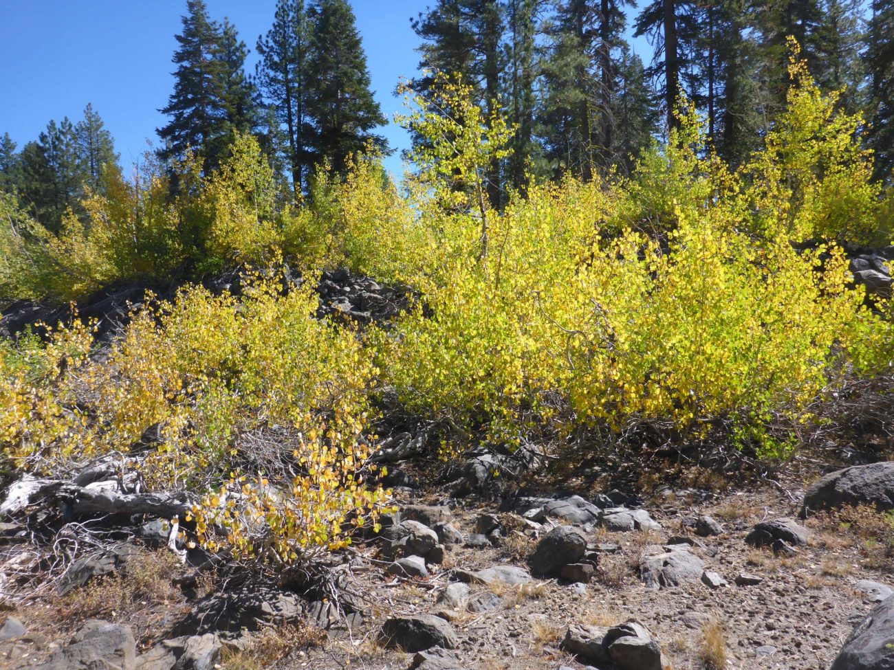 Quaking aspen. D. Burk.