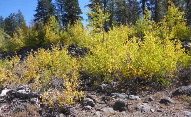 Quaking aspen. D. Burk.
