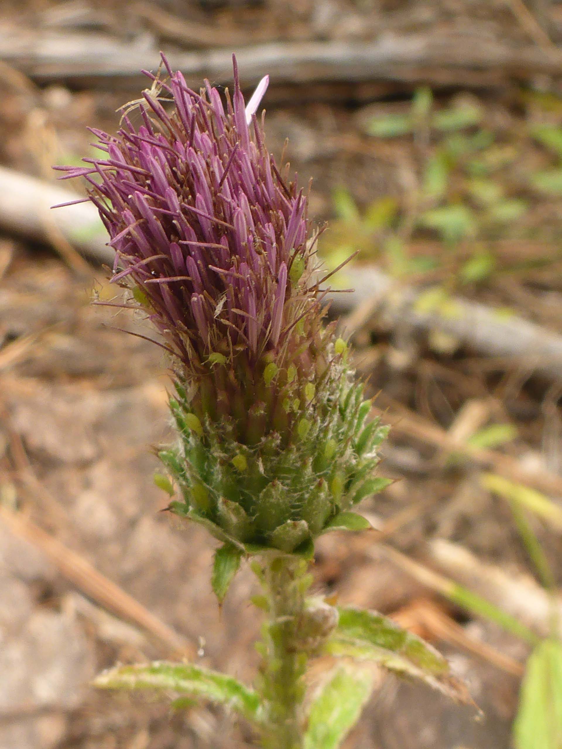 Anderson's thistle with spider and aphids. D. Burk.