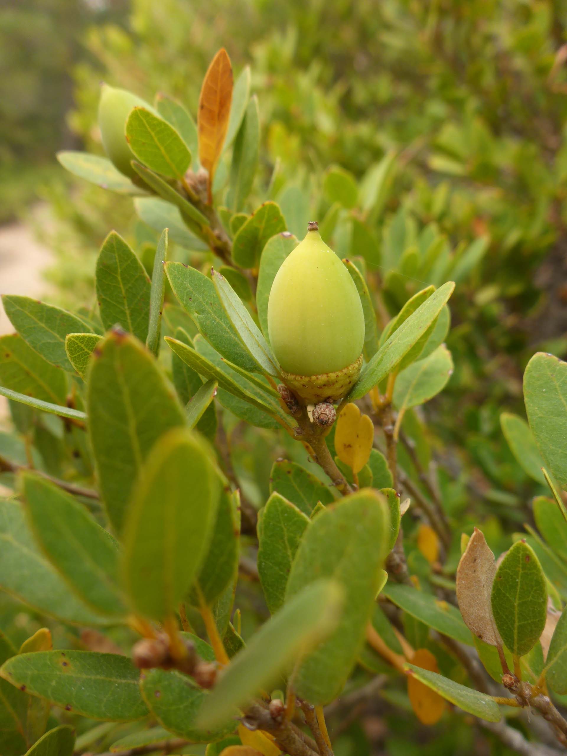 Huckleberry oak acorn. D. Burk.