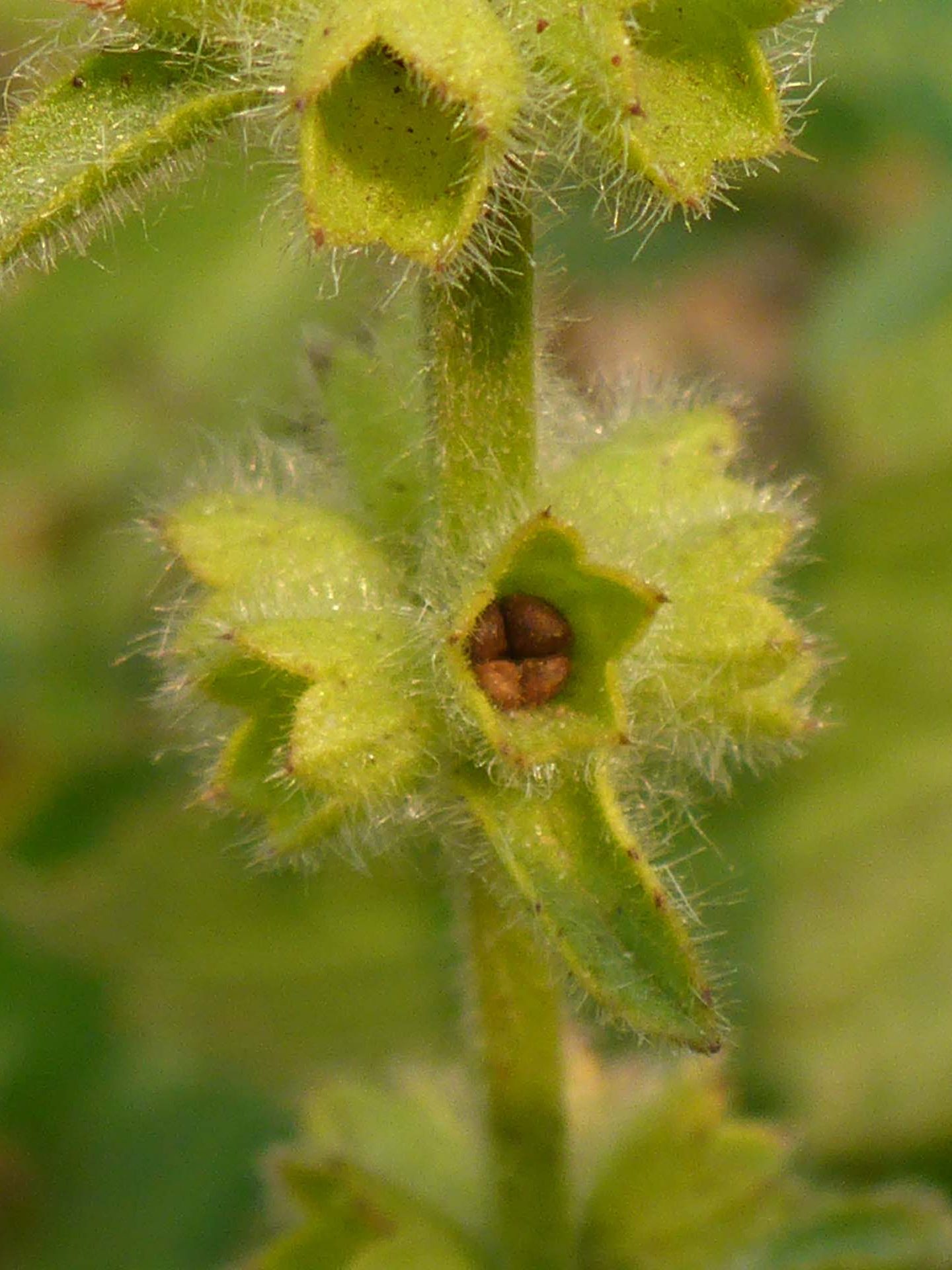 Close-up of rough hedge-nettle seeds forming. D. Burk.