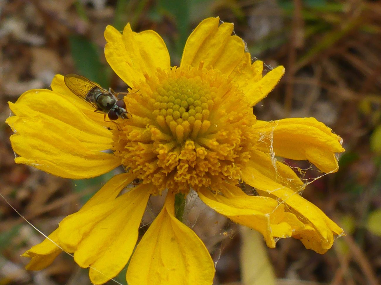 Sneezeweed. D. Burk.