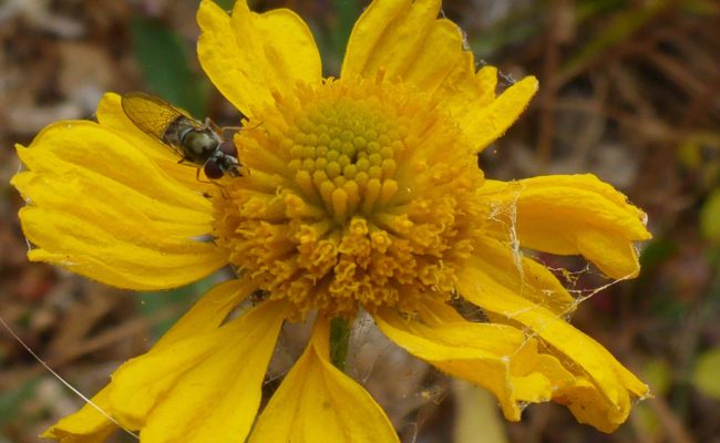 Sneezeweed. D. Burk.