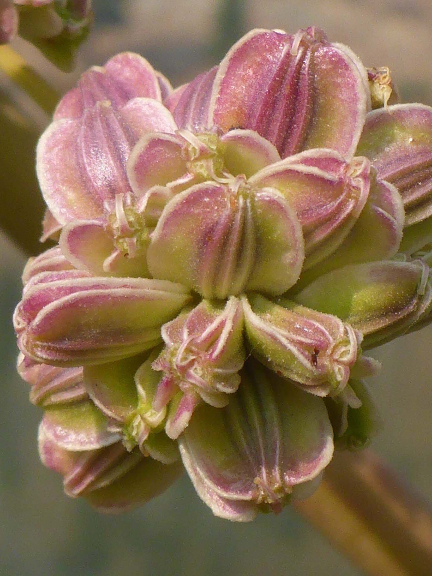 Angelica seeds close-up. D. Burk.
