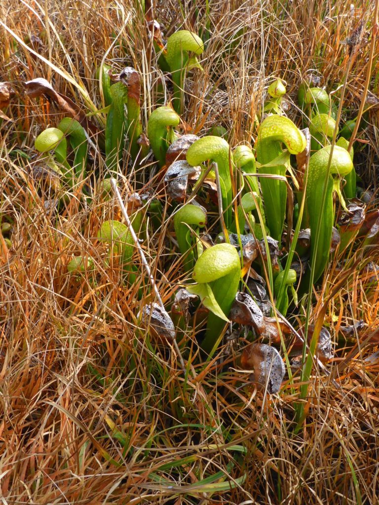 California picher plant. D. Burk.