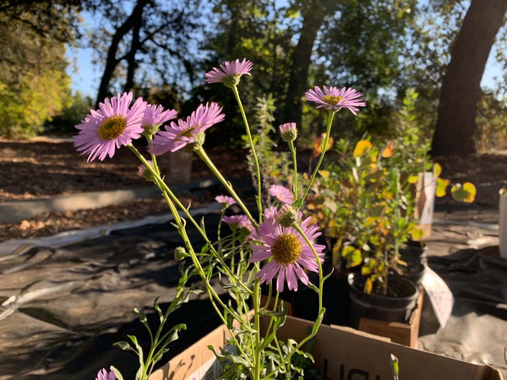 'Purple Haze' California aster. J. Hernandez.