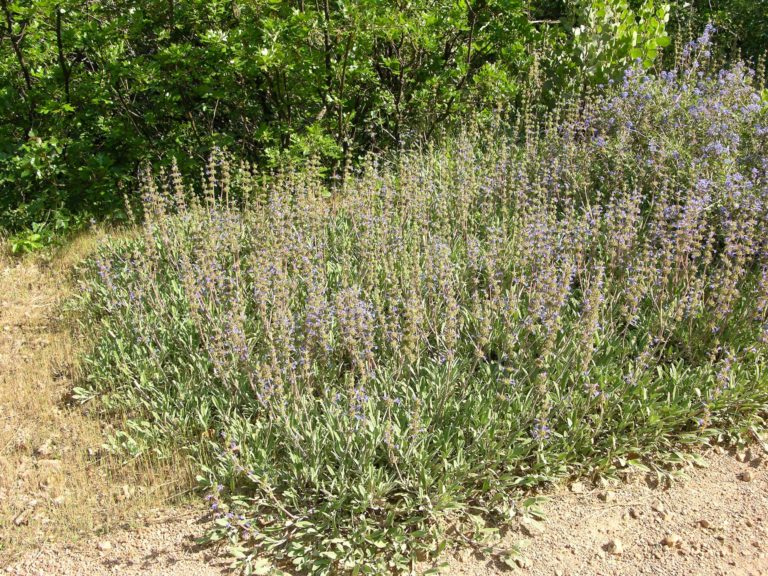 Sonoma or Creeping Sage