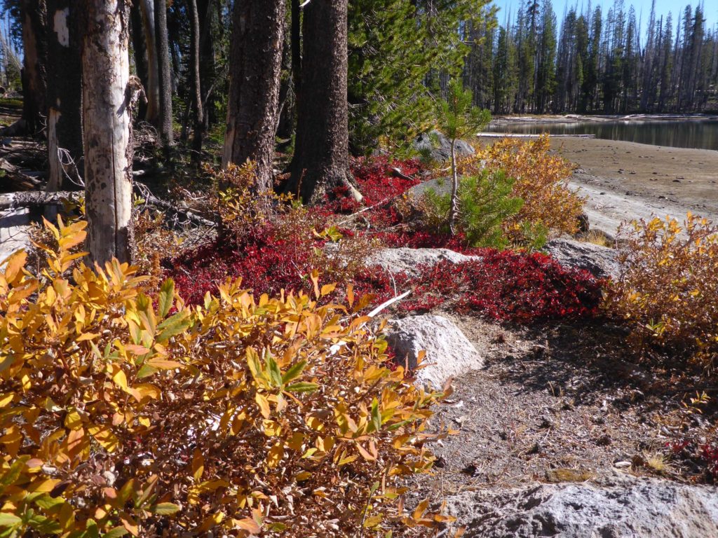 Spirea and dwarf bilberry at Silver Lake. D. Burk.