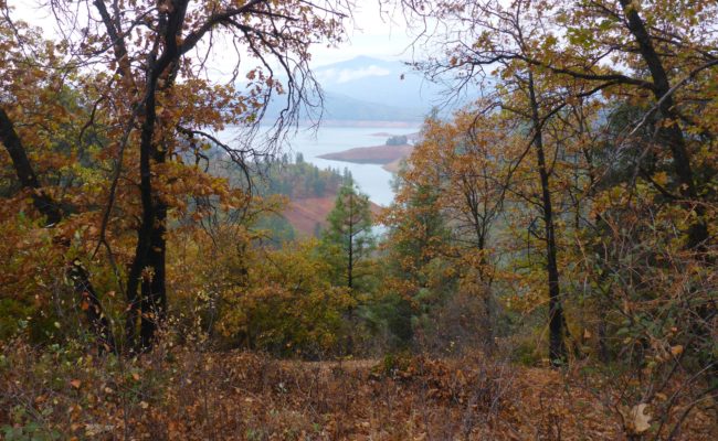 Lake Shasta. D. Burk.