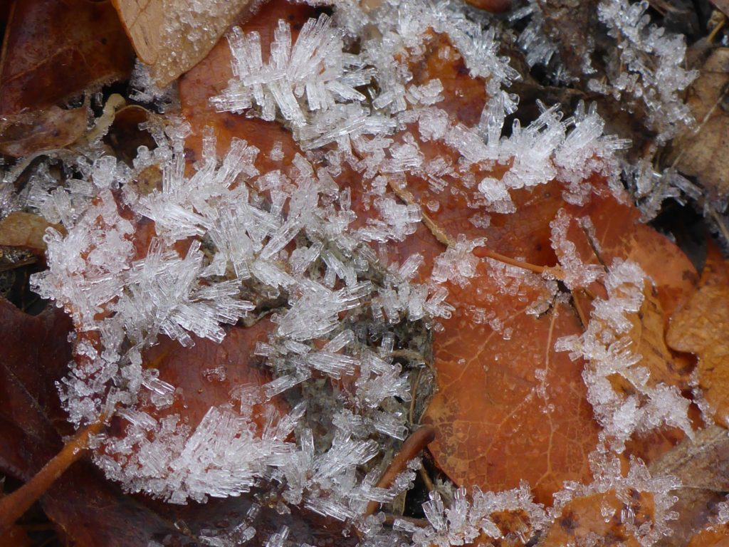 Ice crystals on leaf litter. D. Burk.