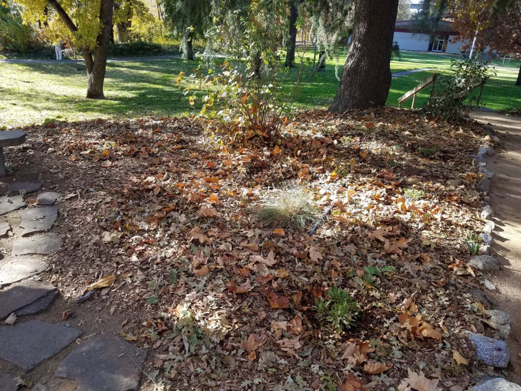 Fallen leaves at MMH. D. Mandel.