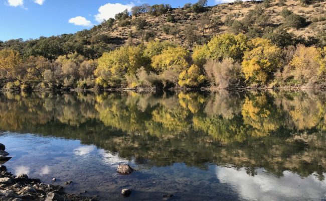 Sacto River and fall colors. S. Libonati-Barnes.