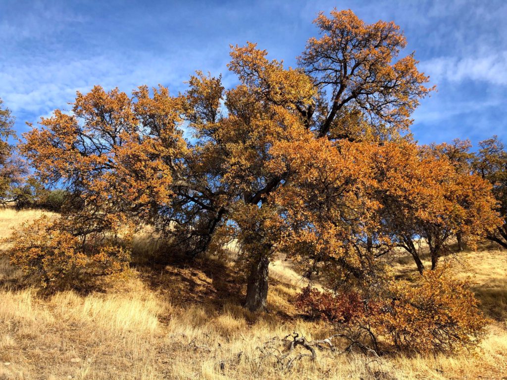 Massive oak in fall color. C. Harvey.