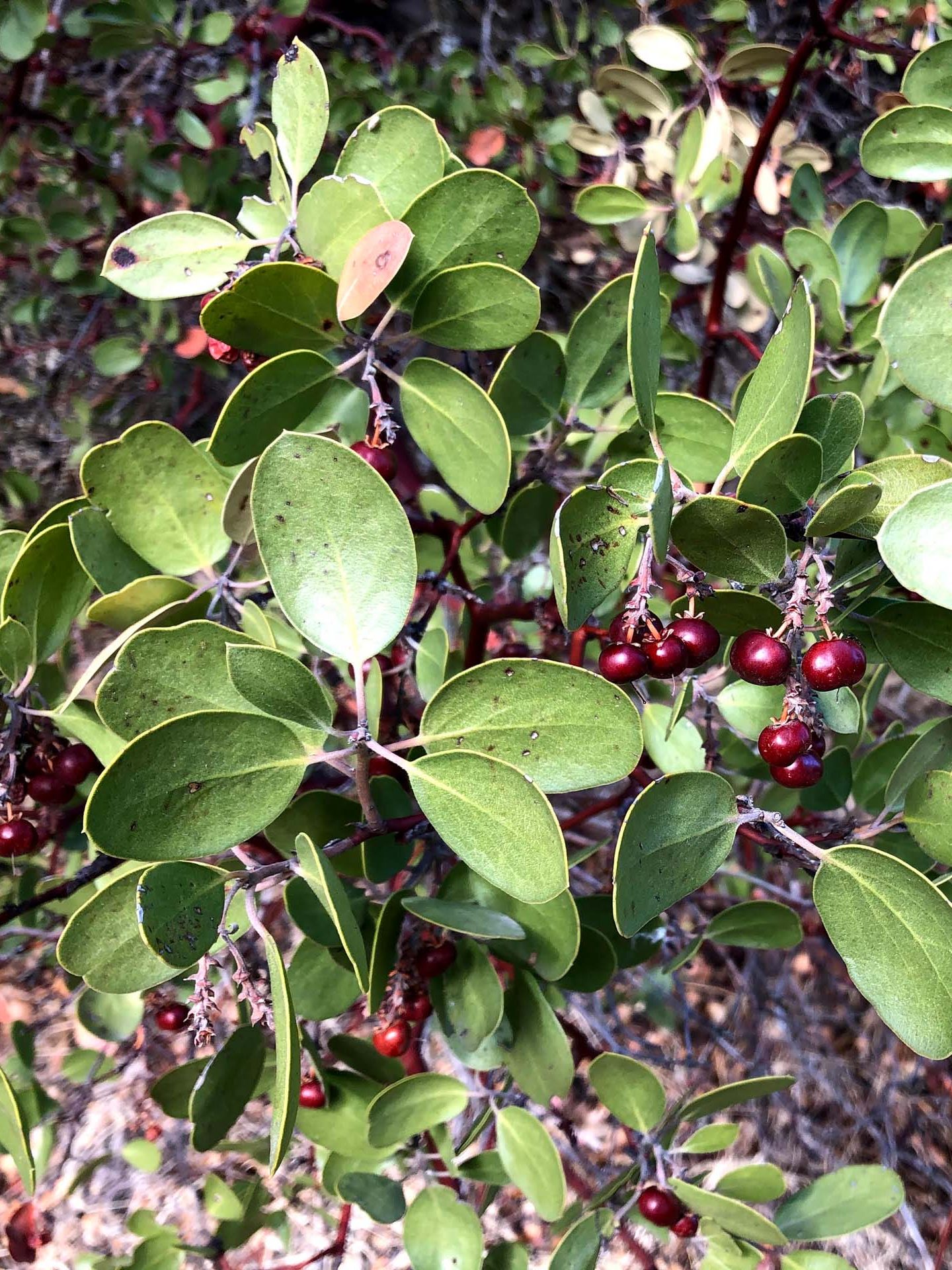 Manzanita berries. C. Harvey.