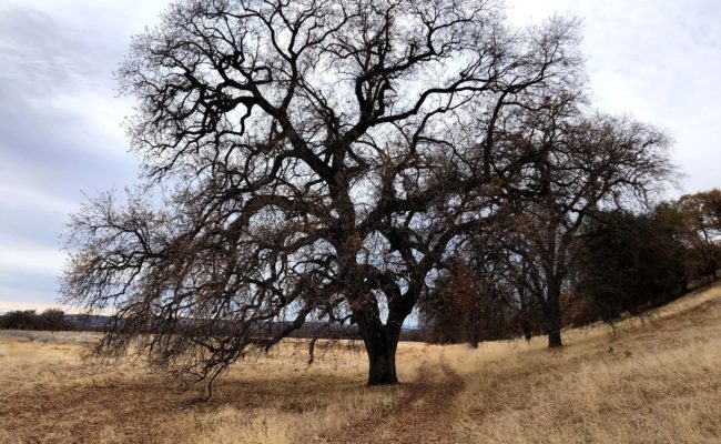 Valley oak. C. Harvey.