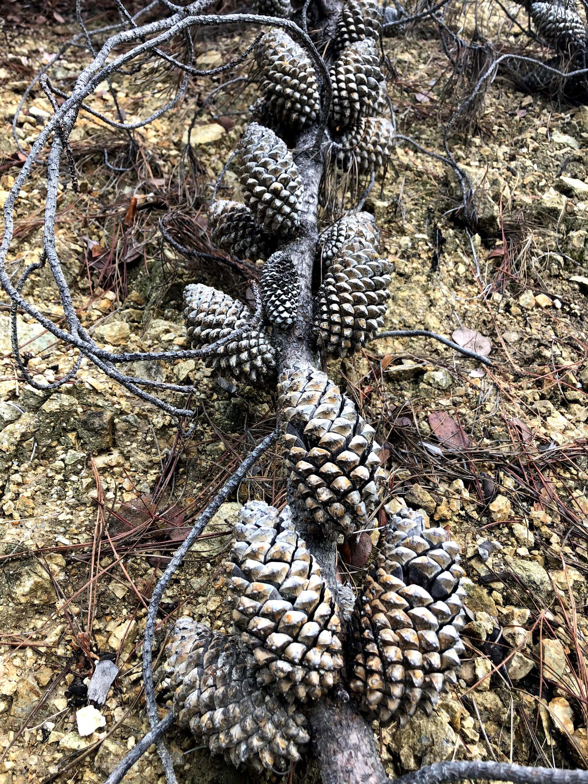 Knobcone pine cones. C. Harvey.