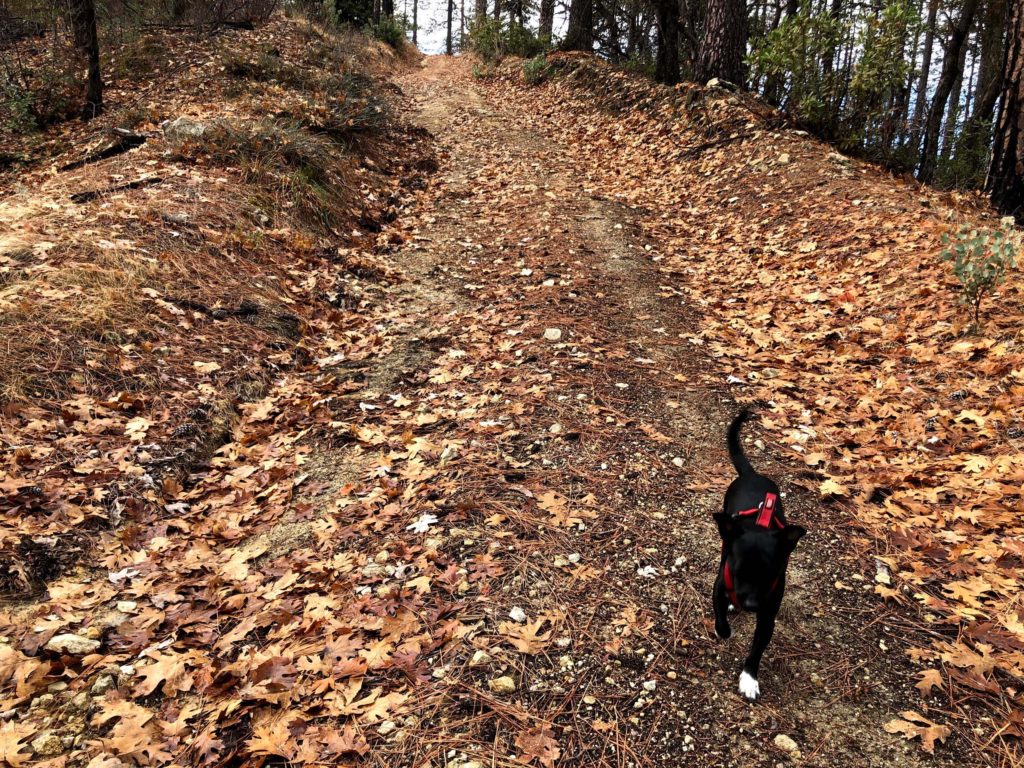 Baxster on Steep as a Cow's Face Trail. C. Harvey.