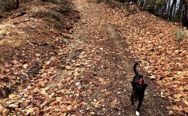 Baxster on Steep as a Cow's Face Trail. C. Harvey.