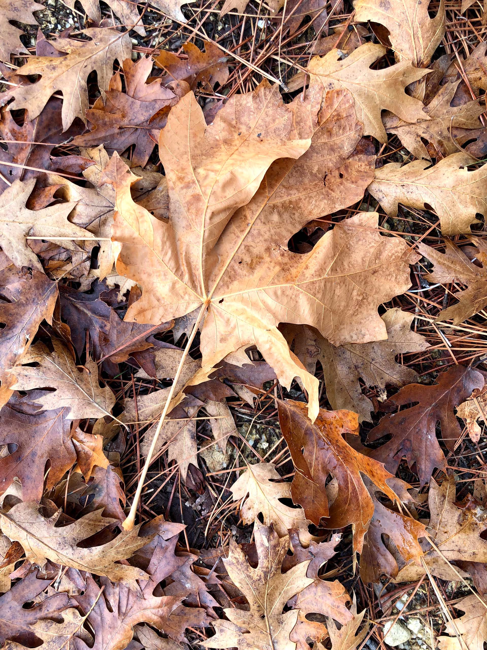 Big-leaved maple leaves, black oak leaves, and conifer needles. C. Harvey.