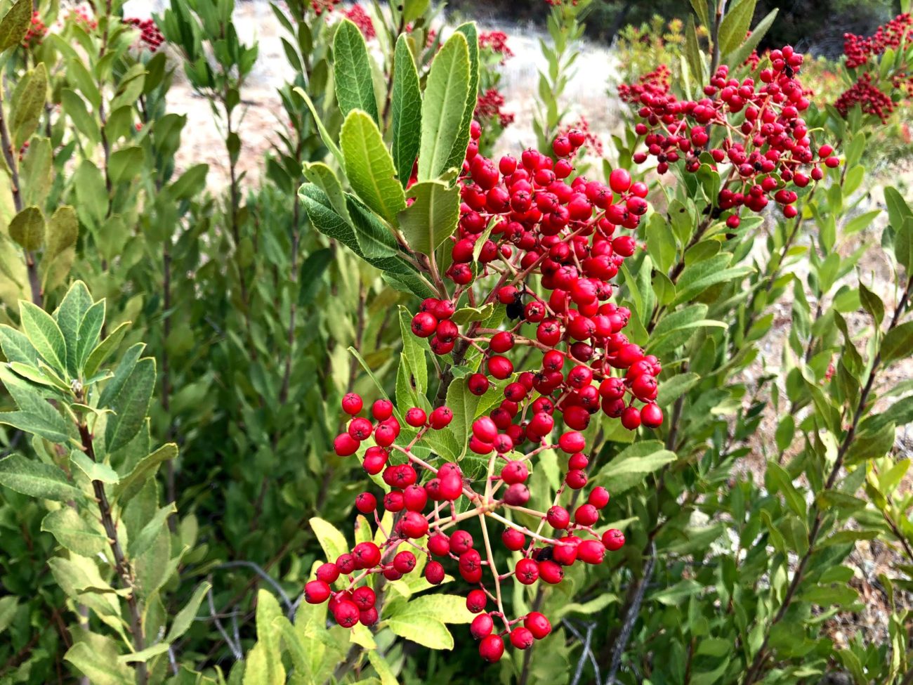 Toyon. C. Harvey.