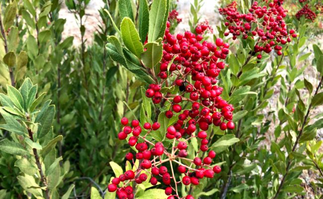 Toyon. C. Harvey.