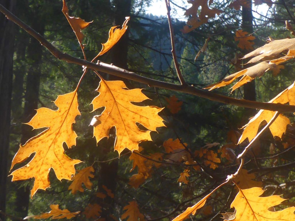 Black oak leaves. D. Burk.