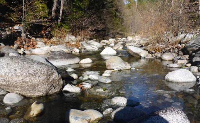 Stuart Fork. D. Burk.