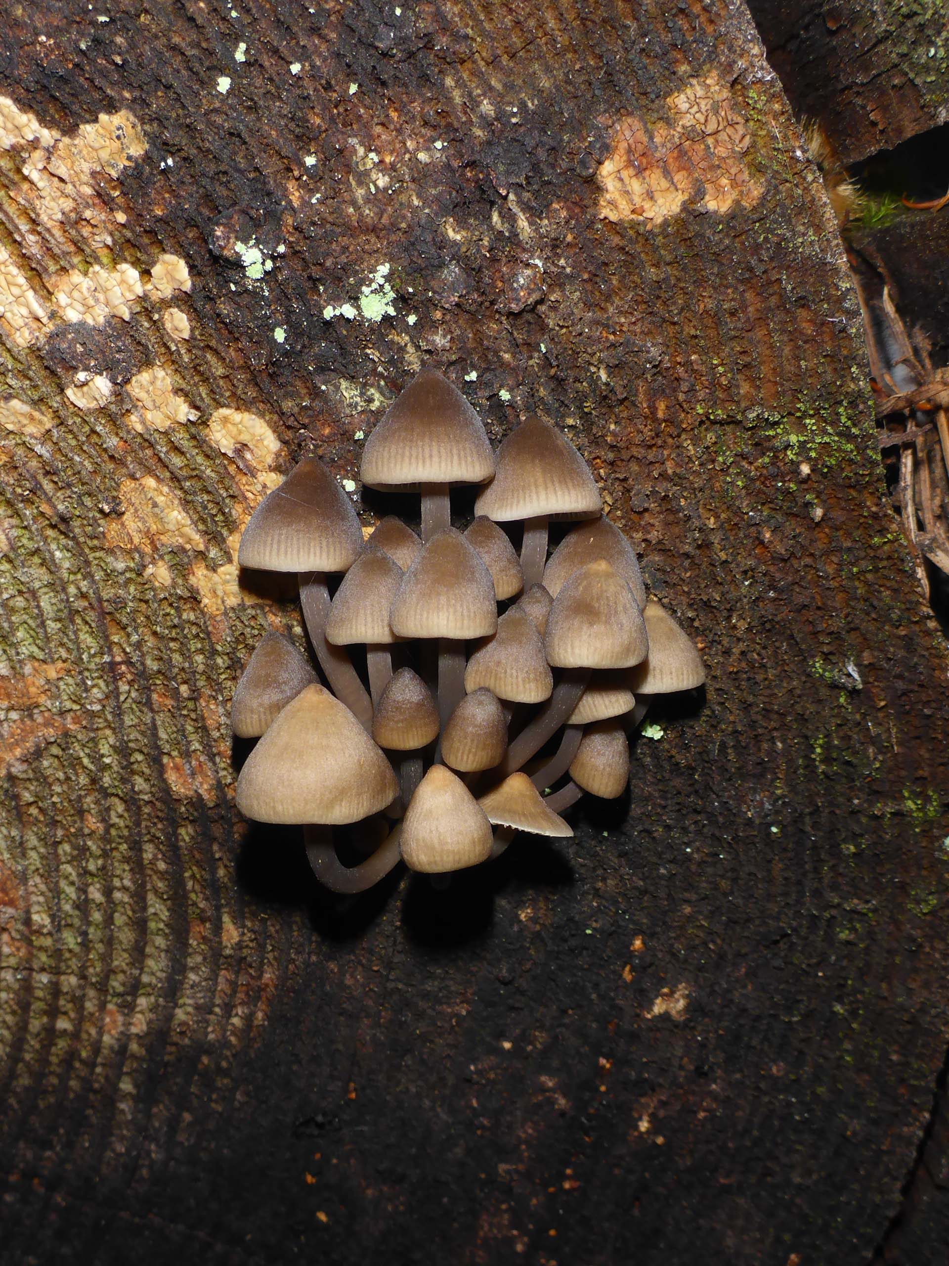 Mushrooms. D. Burk.