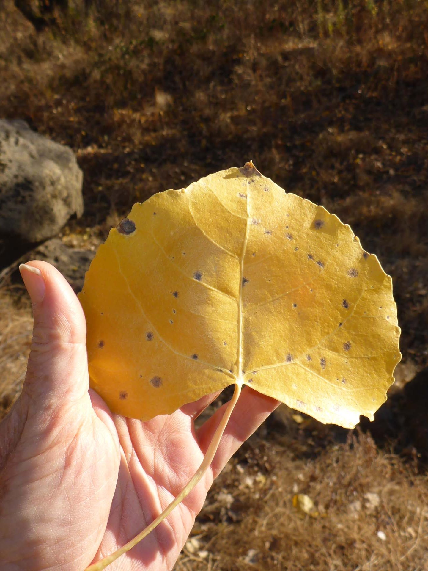 Fremont's cottonwood leaf. D. Burk.