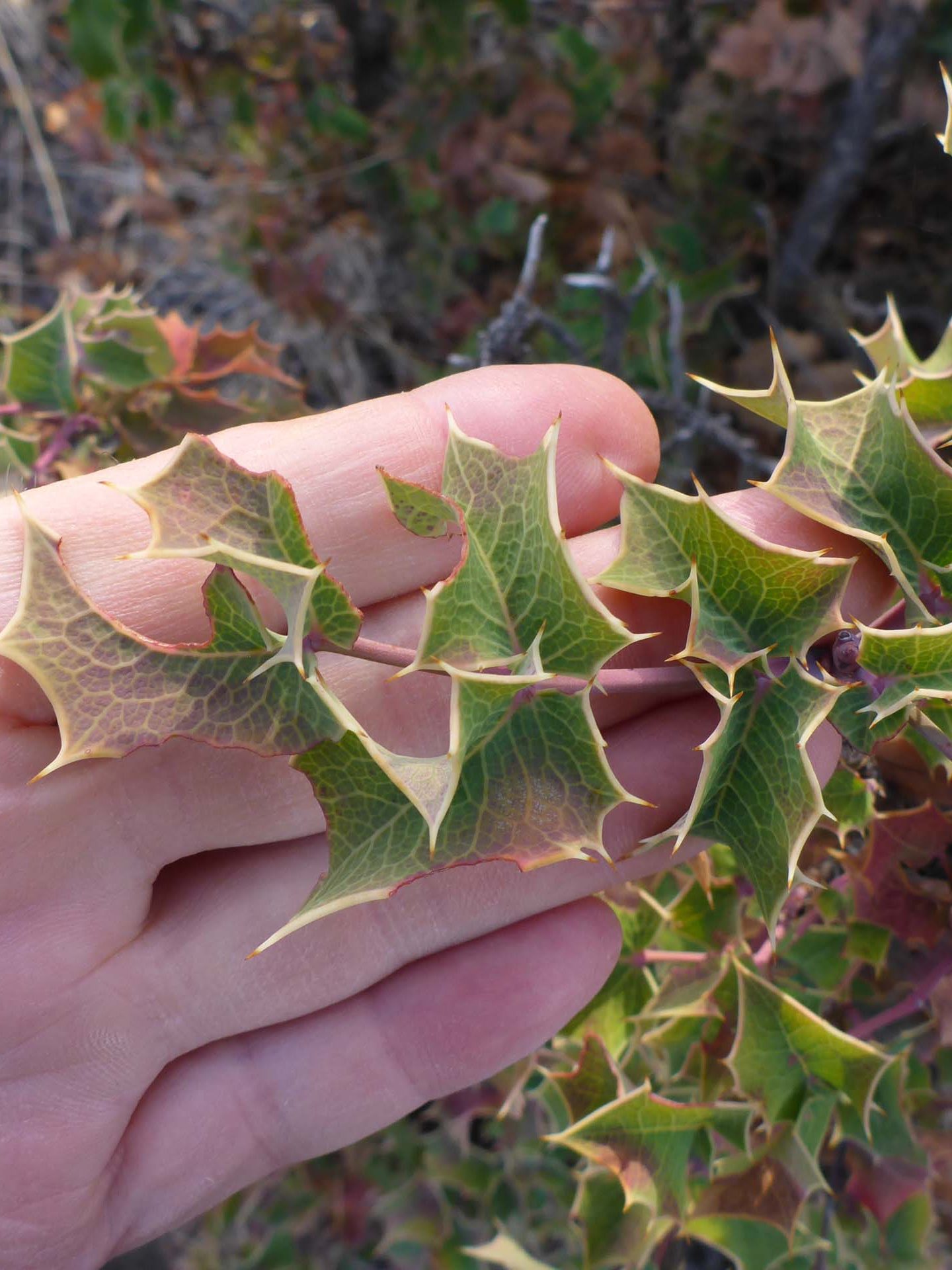 Closer look at Oregon grap leaf. D. Burk.