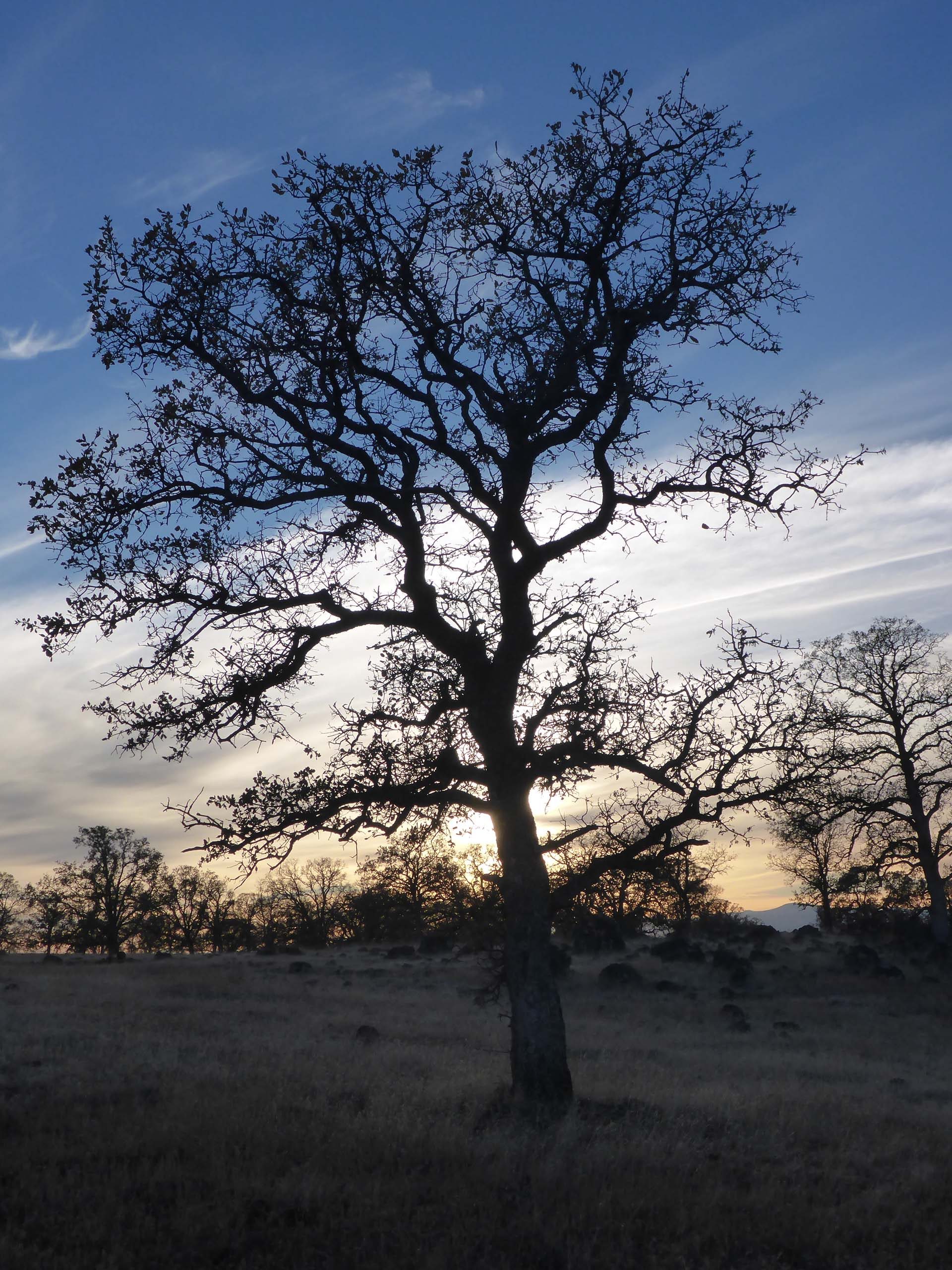 Blue oak at sunset. D. Burk.