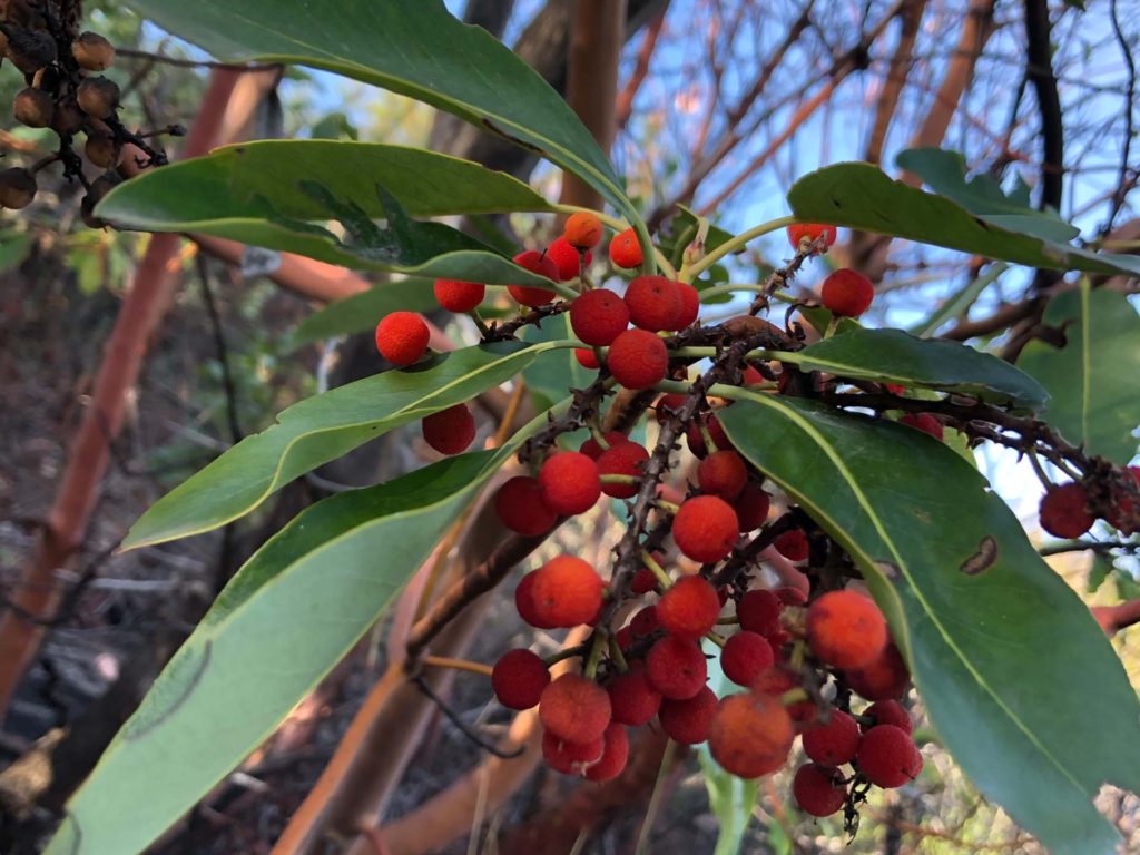 Toyon berries. C. Harvey.