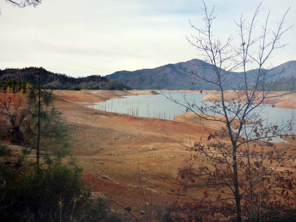 Exposed snags in Shasta Lake. D. Burk.