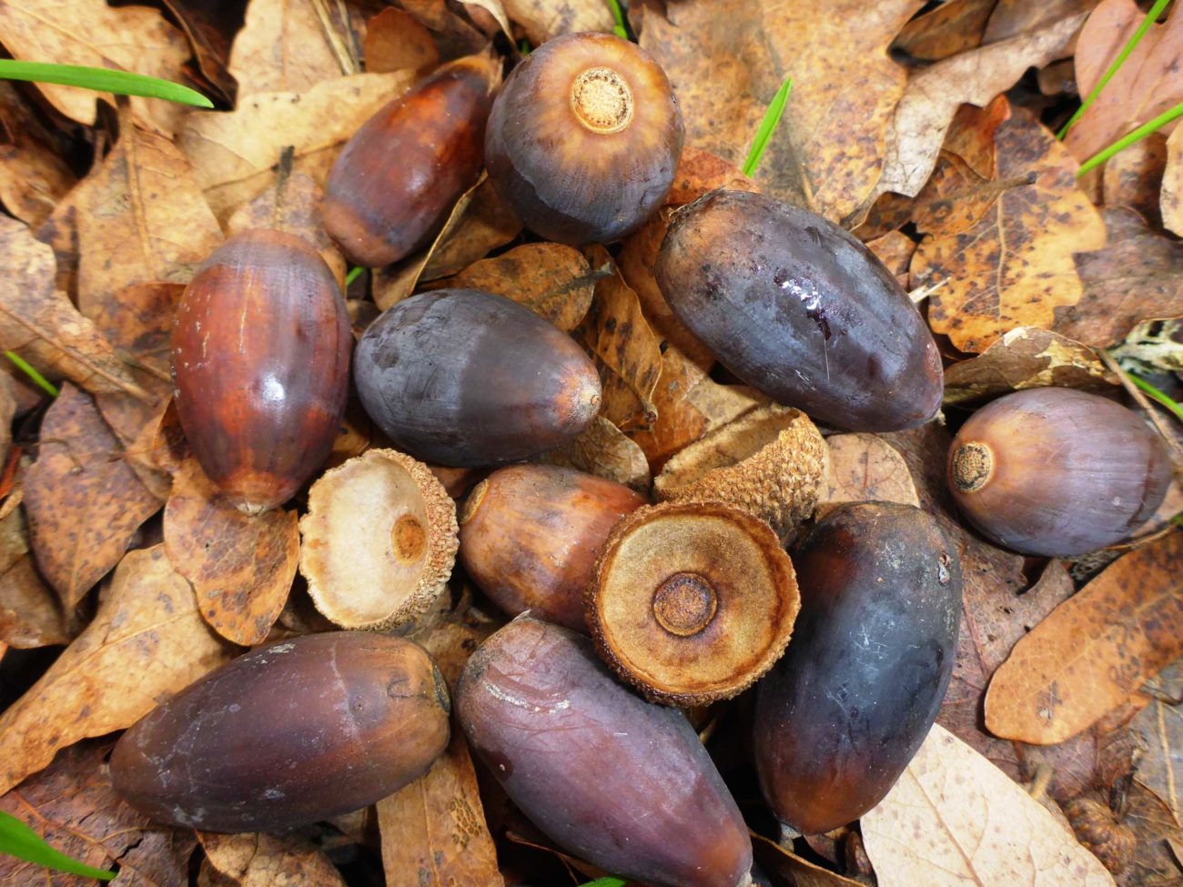 SEA Blue Oak Acorn Planting