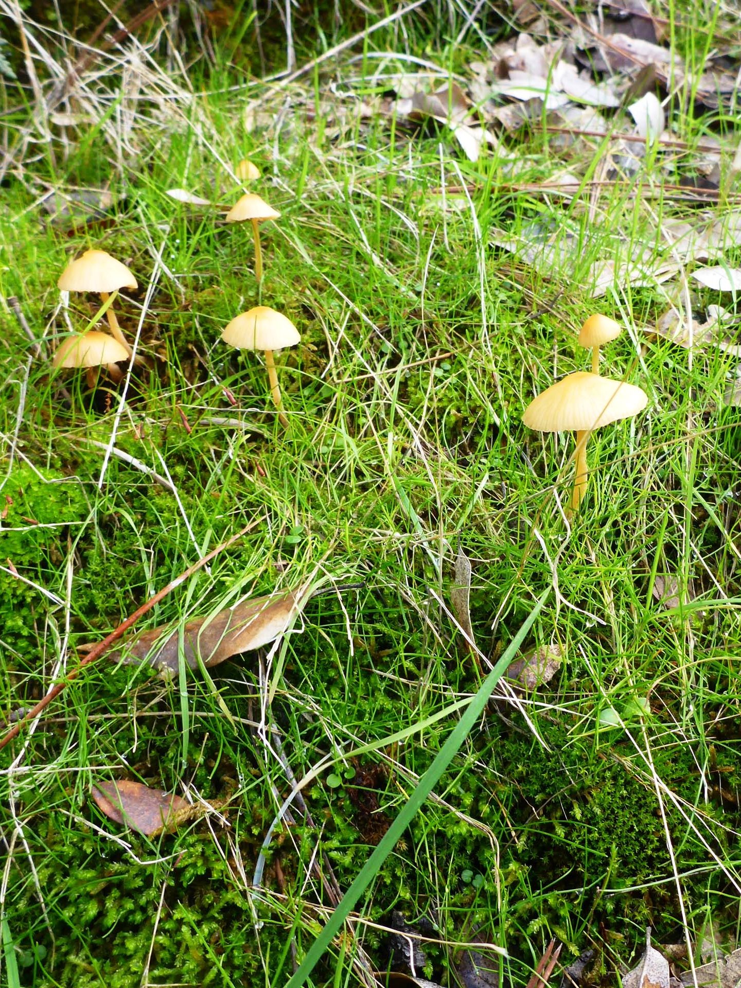 Cute little yellow, egg-shaed mushrooms. D. Burk.