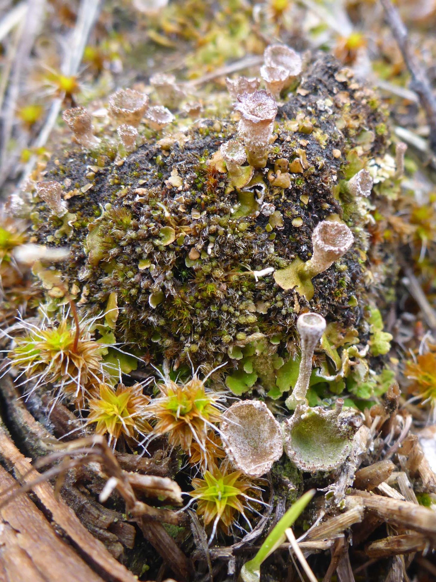 Fruiting mosses and liverworts. D. Burk.
