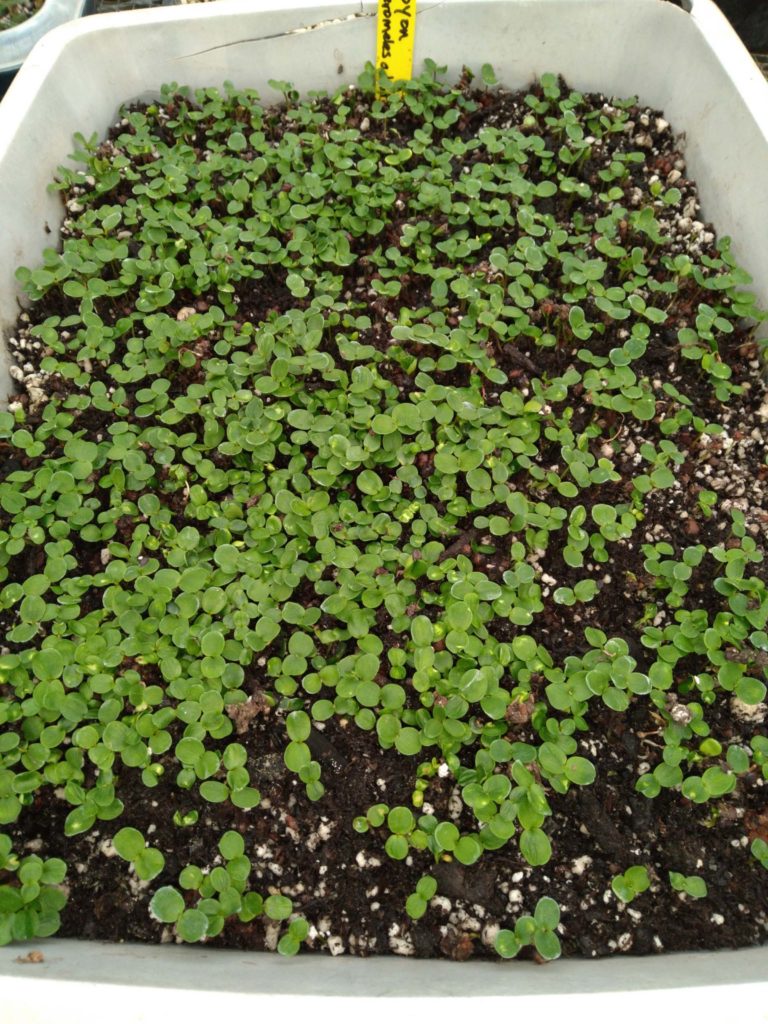 Toyon seedlings. M. Widdowson.