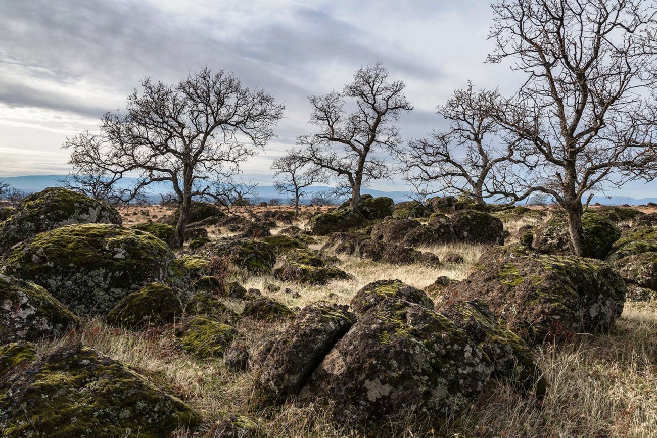 Blue oaks at Hog Lake Plateau. G. Lockett.