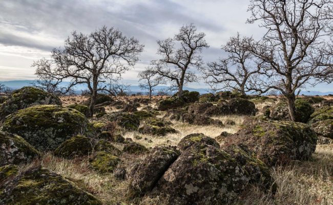 Blue oaks at Hog Lake Plateau. G. Lockett.