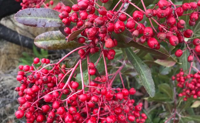 Toyon. S. Libonati-Barnes.