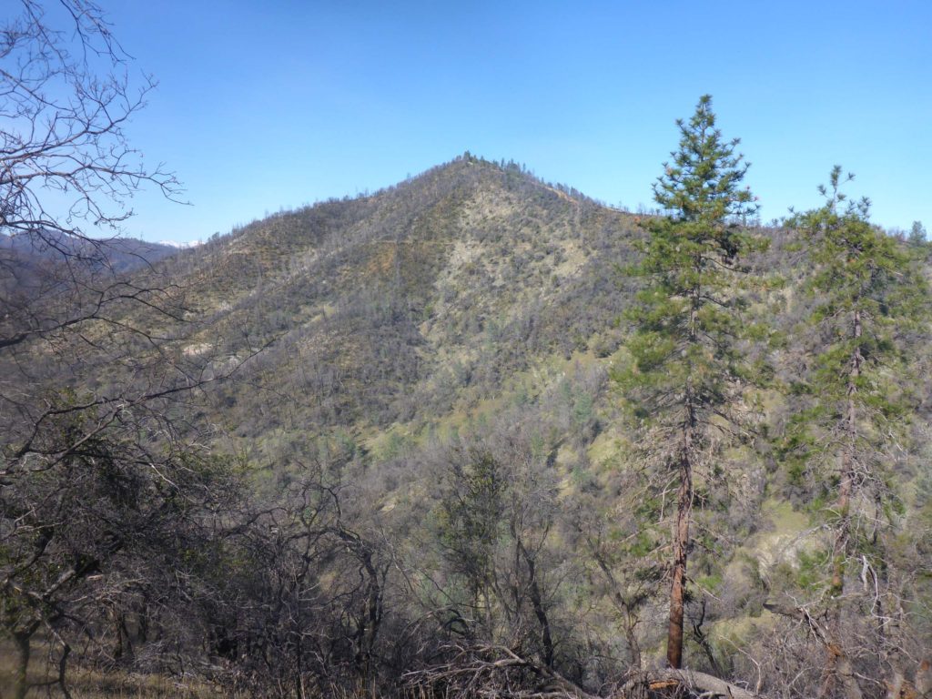 Mule Mountain. D. Burk.