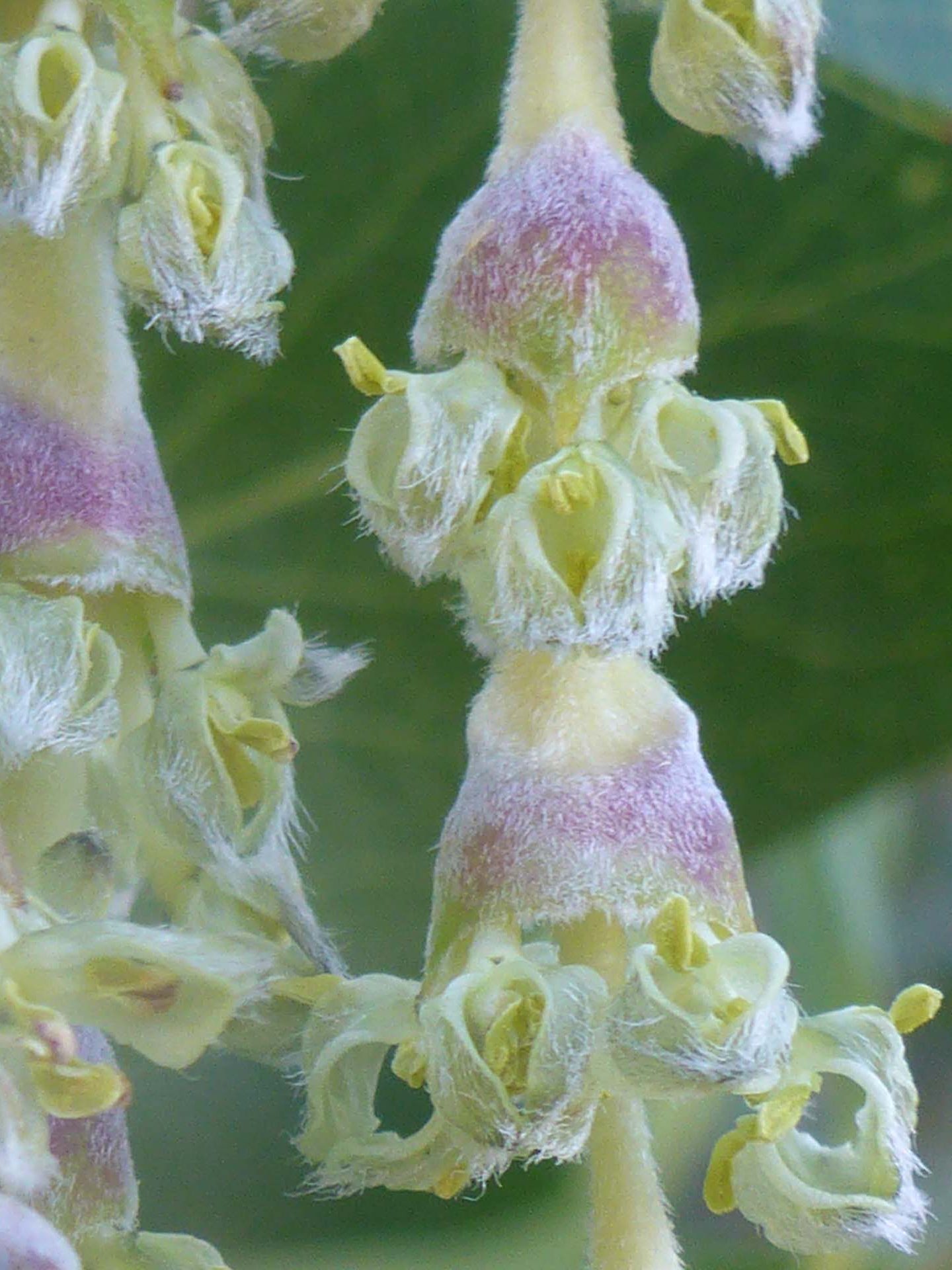Silk tassel flower close-up. D. Burk.
