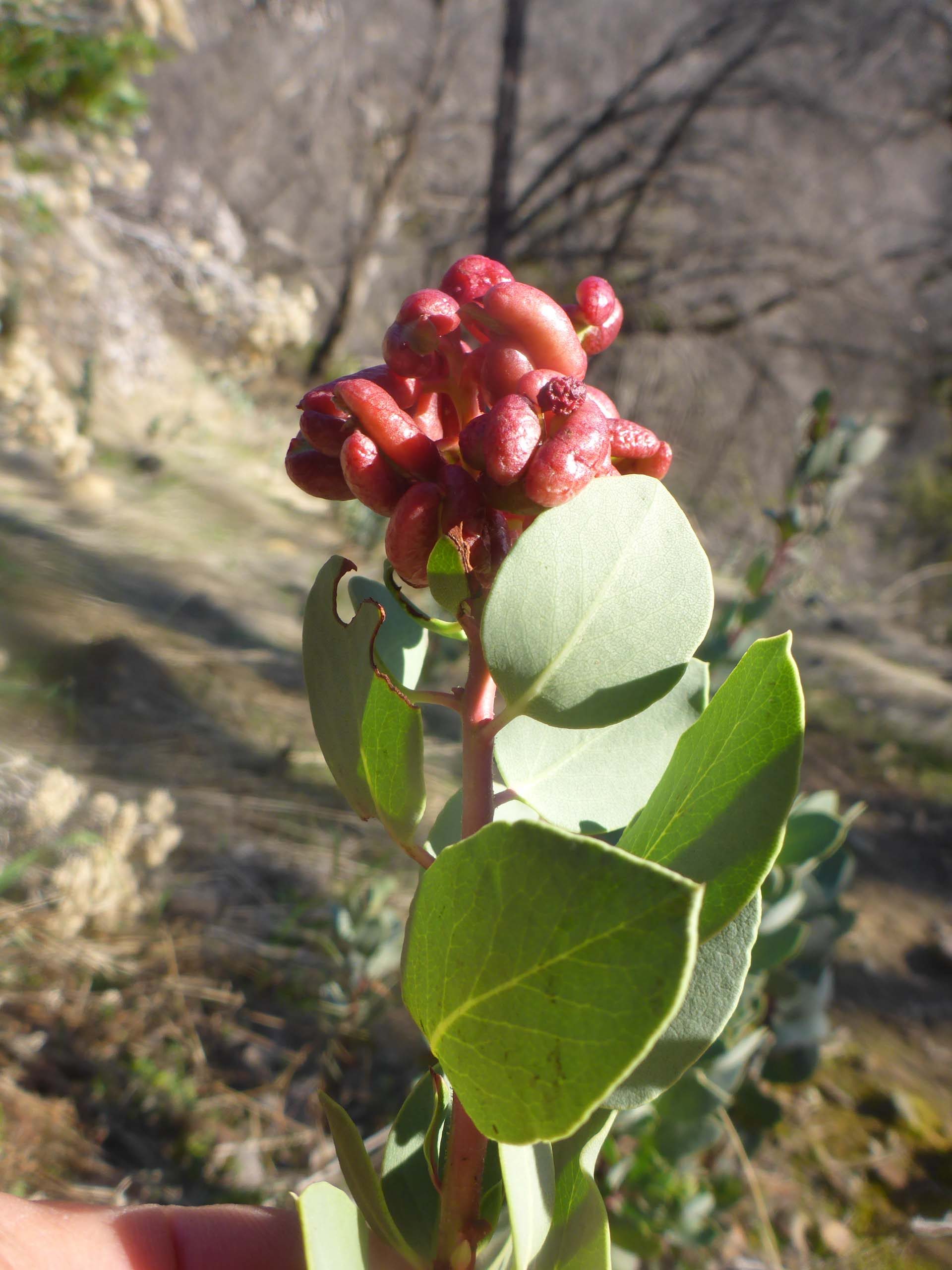Common manzanita with leaf galls. D. Burk.