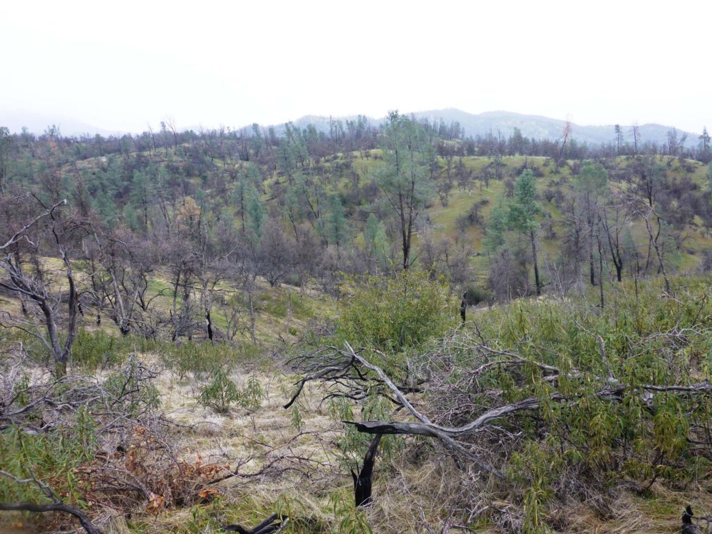 Blue oak--gray pine habitat. D. Burk.